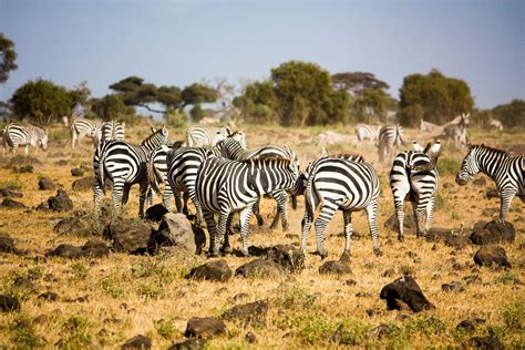 “Paysage d'Afrique” ? Une Exploration Vibrante de la Vie Rurale à Travers les Yeux de Kifle Gessesse!