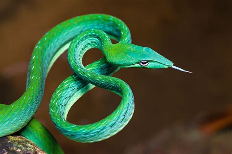  La Danse du Serpent : Un Déluge de Couleur et une Énergie Mystique