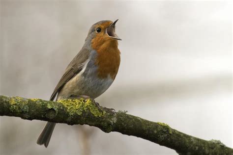  Le Chant des Oiseaux Rouges! Une Exploration Vibrante de la Nature et du Mystère