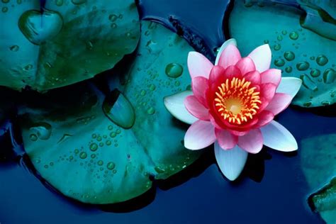 Le Délice des Fleurs de Lotus: Exploration d'une Peinture Ayutthaya à Travers les Yeux d'un Critique d'Art !