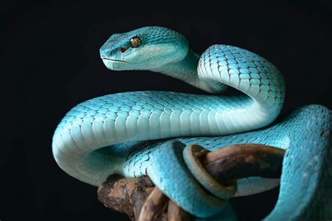   Le Serpent aux Yeux Bleus : Un Mystère d’Ombres et de Lumières !