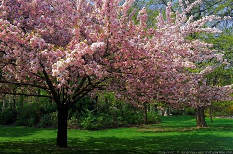 Paysage aux Cerisiers en Fleur - Une Étude de la Tranquillité et du Fleuve Impétueux