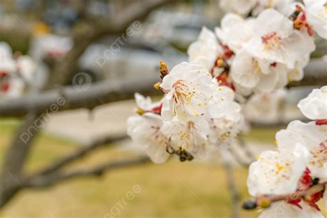  The Peach Blossom Spring : Une exploration vibrante du paysage intérieur et de la nostalgie douce-amère 